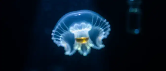 Морская находка: как медузы могут спасти мозг от последствий травм