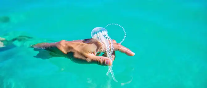 Биолог Дмитрий Сафонов объяснил правила первой помощи при контакте с медузой
