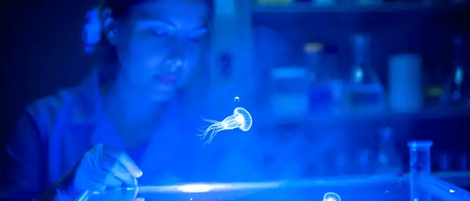 Биологический механизм Turritopsis dohrnii может стать ключом к управлению процессами старения человека